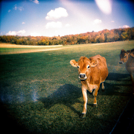 cows, Holga, Wisconsin farm, light leaks, lomo, fall day, 120 film